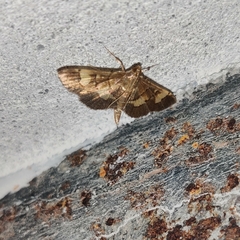 Spilomelinae