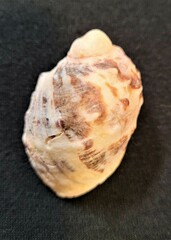 Plicopurpura patula