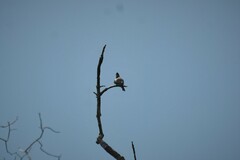 Pycnonotus cafer