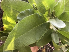 Acrisione denticulata