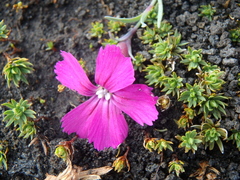 Dianthus repens
