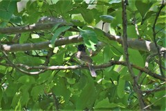 Pycnonotus cafer