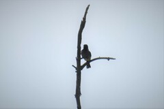 Pycnonotus cafer