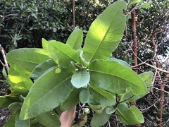 Acrisione denticulata