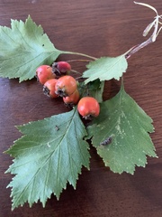 Crataegus laevigata