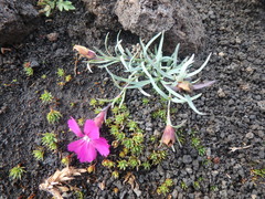 Dianthus repens