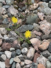Hieracium umbellatum