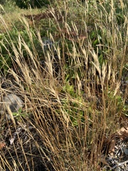 Distichlis spicata