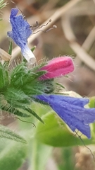 Echium vulgare