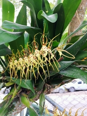 Brassia caudata