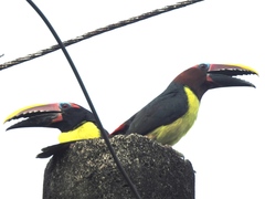 Pteroglossus viridis