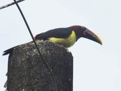 Pteroglossus viridis