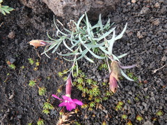 Dianthus repens
