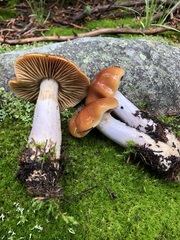 Cortinarius collinitus