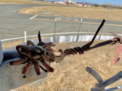Lycosidae
