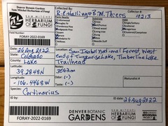 Cortinarius collinitus