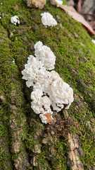 Ductifera pululahuana