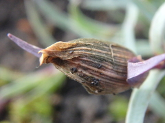 Dianthus repens