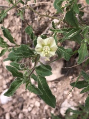 Chamaesaracha sordida