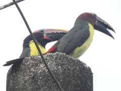 Pteroglossus viridis