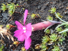 Dianthus repens