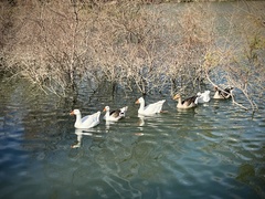 Anser anser domesticus