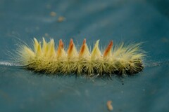 Acronicta aceris