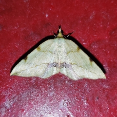 Heterolocha patalata