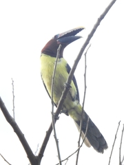 Pteroglossus viridis