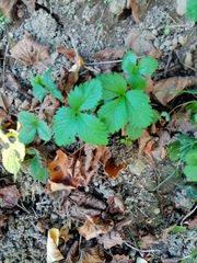 Fragaria vesca