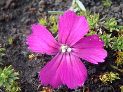 Dianthus repens