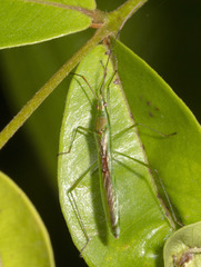 Stenocoris