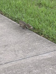 Sciurus carolinensis