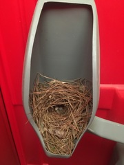 Thryothorus ludovicianus