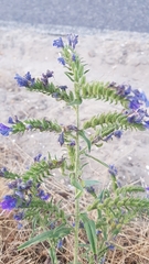 Echium vulgare