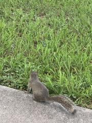 Sciurus carolinensis