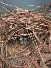 Thryothorus ludovicianus