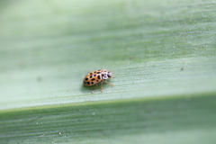 Anisosticta novemdecimpunctata