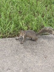 Sciurus carolinensis