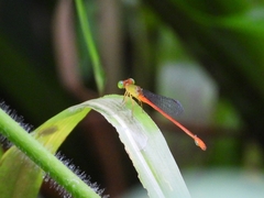 Ceriagrion auranticum