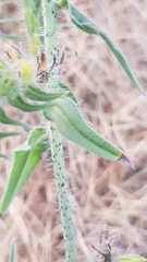 Echium vulgare
