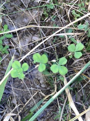 Lespedeza procumbens
