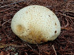 Calvatia booniana