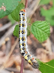 Acronicta tridens