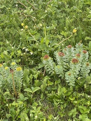 Rhodiola rosea