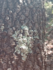 Flavoparmelia caperata