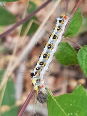 Acronicta tridens