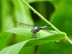 Brachydiplax chalybea
