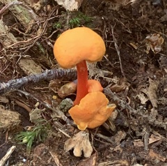 Hygrocybe cantharellus