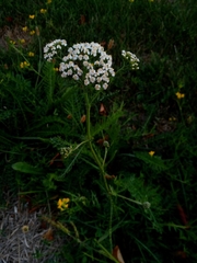 Achillea millefolium